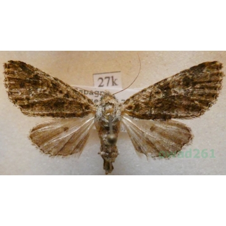 Polymixis lichenea (Hübner, 1813) Spain27k